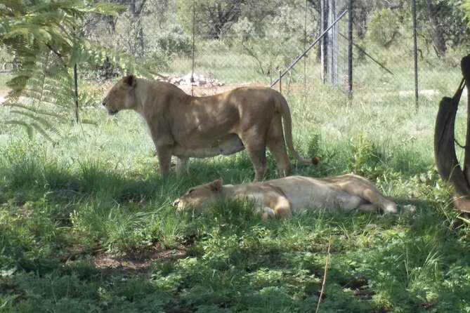 Captivating Safari Lion Park Experience (Half Day Guided Tour) - Viewing Reviews and Traveler Photos