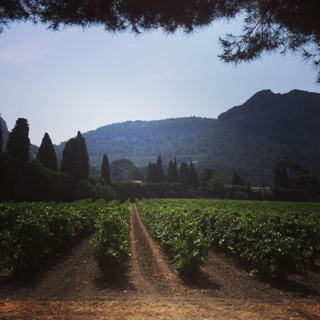 Cassis Wine Tour: Sea, Cliffs and Vineyards - Full Description of the Tour