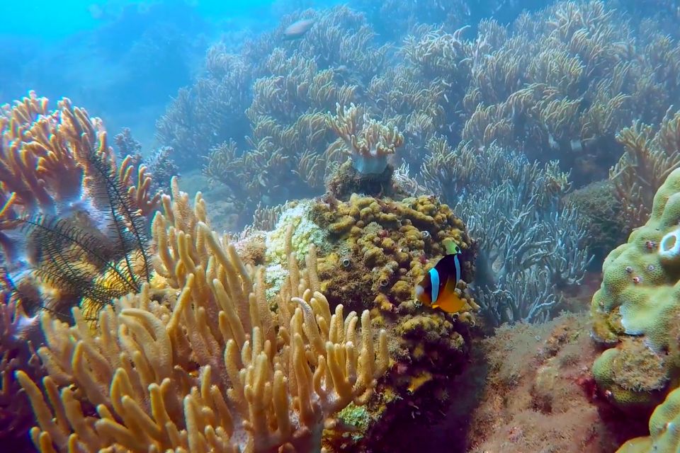 Cham Island: Snorkeling Tour - Pickup Instructions