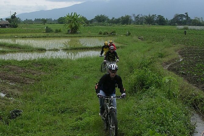 Chiang Mai Rice Fields Biking Tour - Indulge in Authentic Cuisine