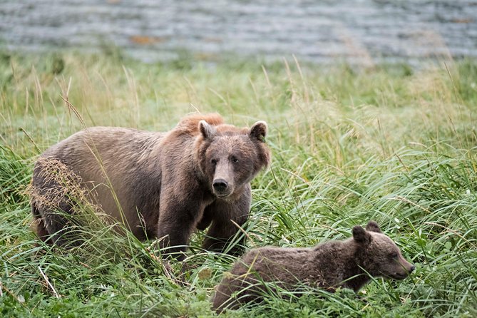 Chilkoot Wilderness and Wildlife Viewing - 6.5 Hrs From Skagway - Expert Guides