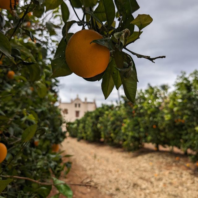 Citrus Treasures: Exploring Valencias Orange Grove - Not Suitable For