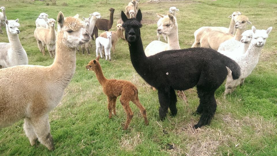 Classic Alpaca Tour in New Zealand - Meeting Point