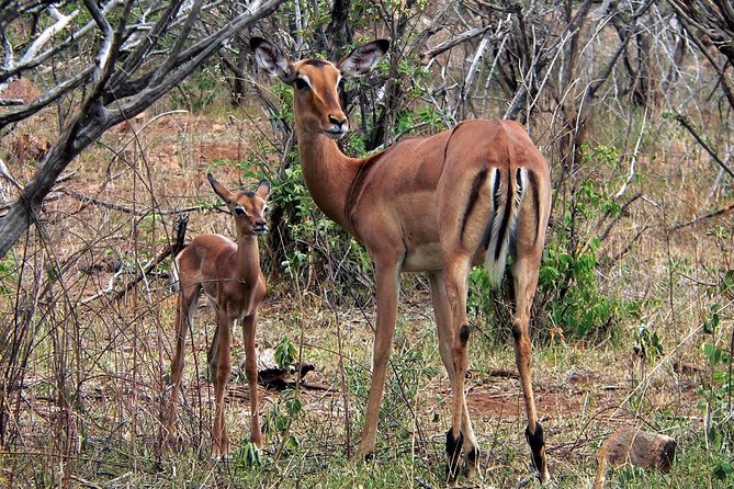 Classic Kruger National Park - Common questions