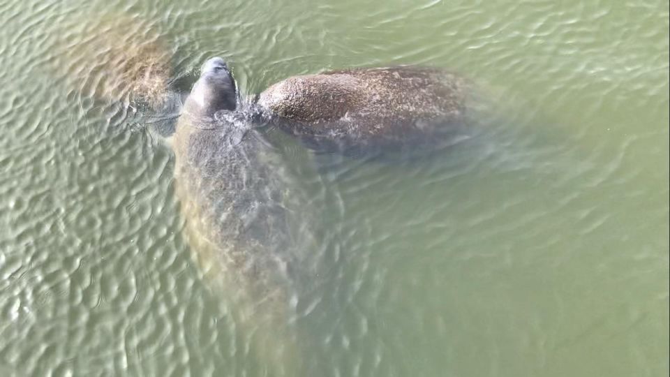 Cocoa Beach: Thousand Islands Banana River Boat Cruise - Full Description of the Experience