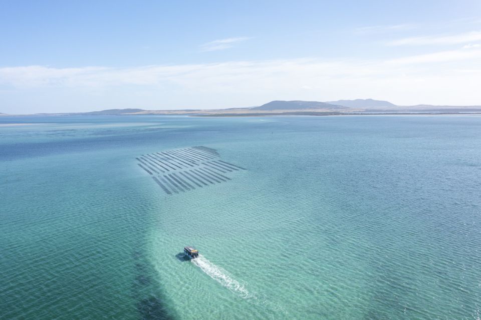 Coffin Bay: Oyster Farm Boat Tour With Wading & 12 Oysters - Inclusions