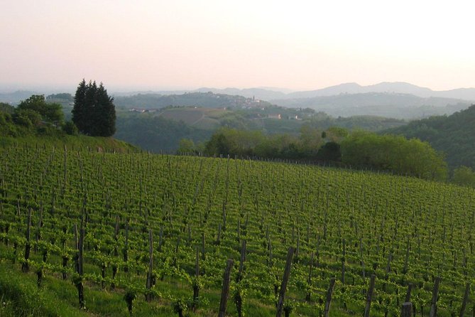 Collio: Cividale Del Friuli and Wine Tastings From Trieste - Logistics and Pickup Details