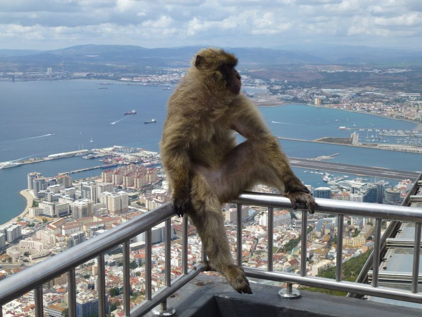 Costa Del Sol: Gibraltar Day Trip With Optional Rock Tour - Full Description