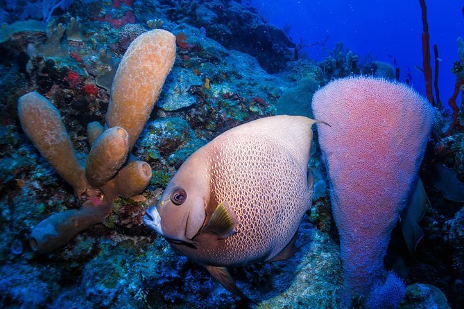 Costa Maya Shallow Reef Snorkeling Tour - Common questions