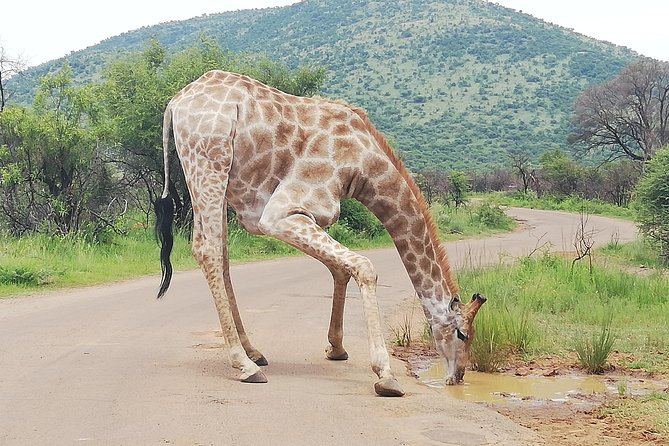 Cradle of Human Kind & Lion & Rhino Park Tour Full Day Tour Private - Customer Reviews