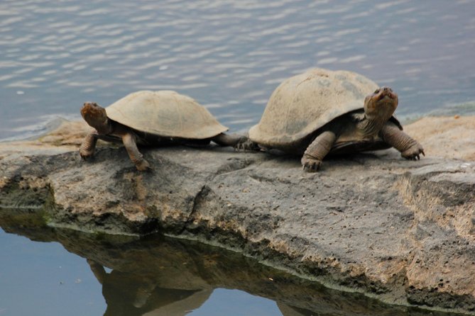 Cruise on Blyde Dam & Moholoholo Rehab Centre Day Tour From Hazyview - Wildlife Spotting Opportunities