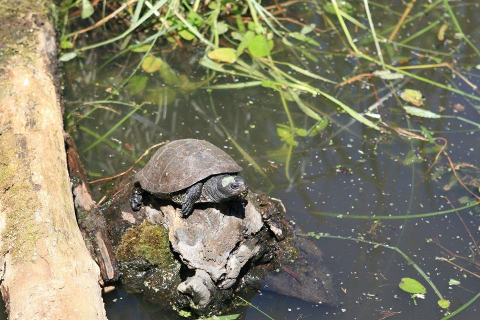 Crystal River: Manatee Viewing Cruise - Customer Reviews