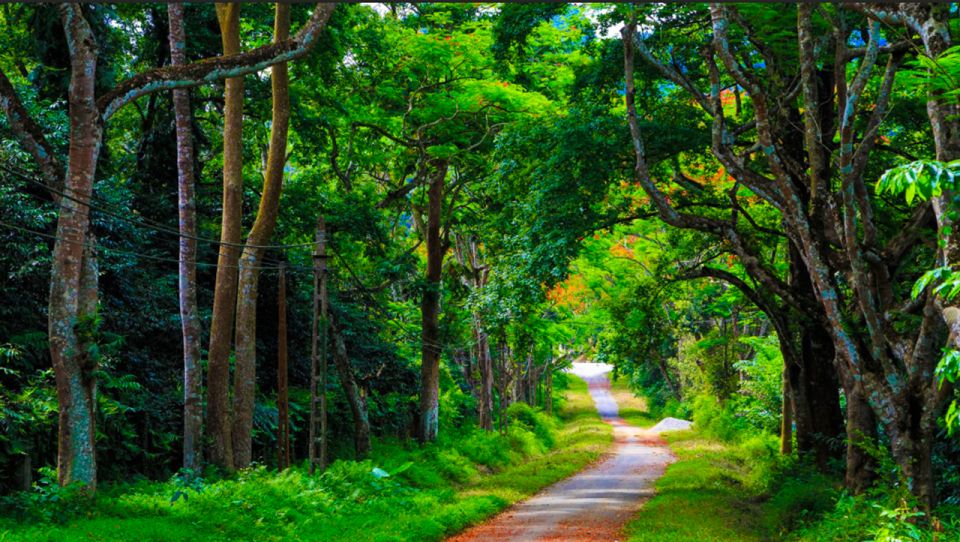 Cuc Phuong Forest - The Forest Of Thousands Of Butterflies - Ancient Tree Encounter