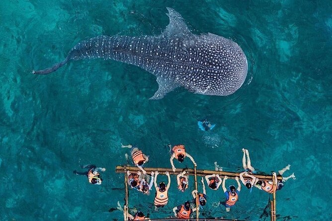 Cycling Cebu to Oslob Tour With Swim With Whale Sharks - Tour Inclusions