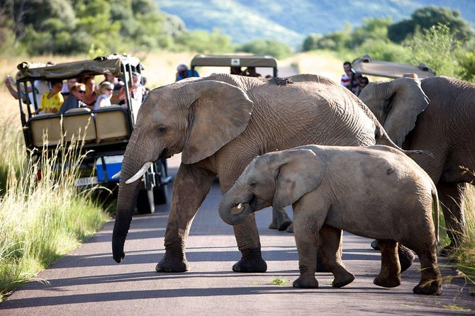 Daily Pilanesberg National Park Private Shuttle Services - Last Words