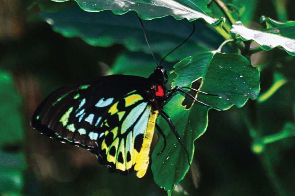 Daintree Rainforest: Crocodile & Wildlife River Cruises - Meeting Point