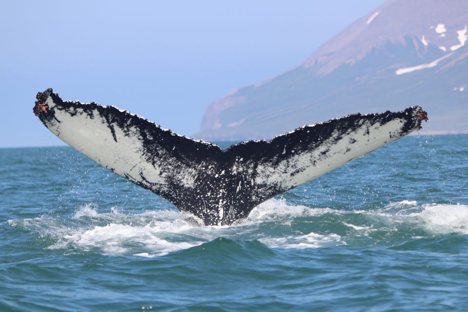 Dalvík: Whale Watching Speedboat Tour - Review Summary