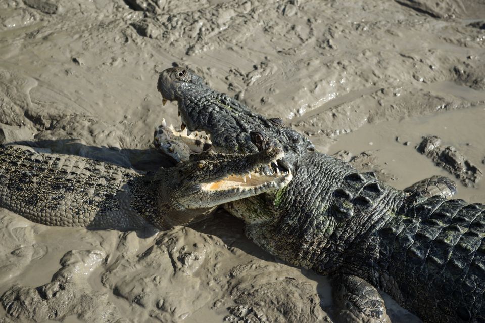 Darwin: Jumping Crocodile Cruise - Inclusions