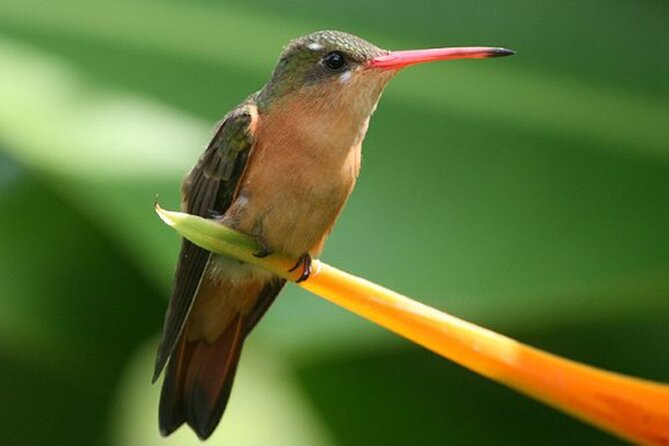 Desembocada and Ameca River Bird Paradise (Wetland and Tropical Birds in Pv) - Traveler Experiences