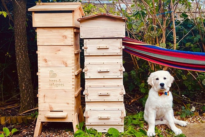 Discover Active Beehives in London - Beehive Conservation Efforts