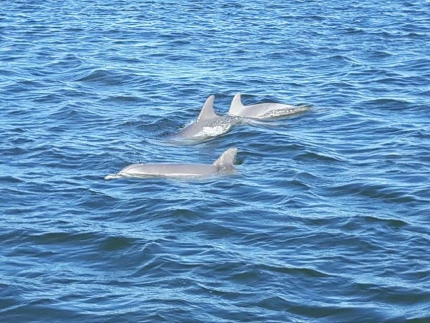 Dolphin and Nature Sunset Cruise From Orange Beach - Customer Experience