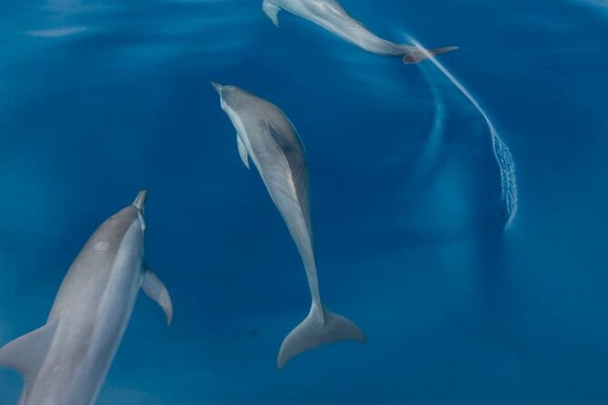 Dolphin Watching in Puerto Escondido - Customer Reviews