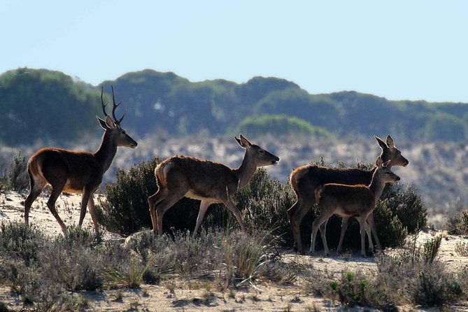 Doñana 4x4 and El Rocío Tour - Additional Tour Information