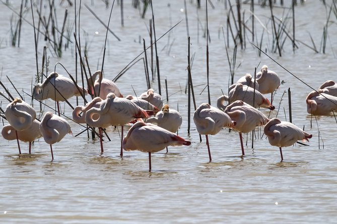 Donana National Park in Two Days From Seville - Day 2: Return Journey to Seville