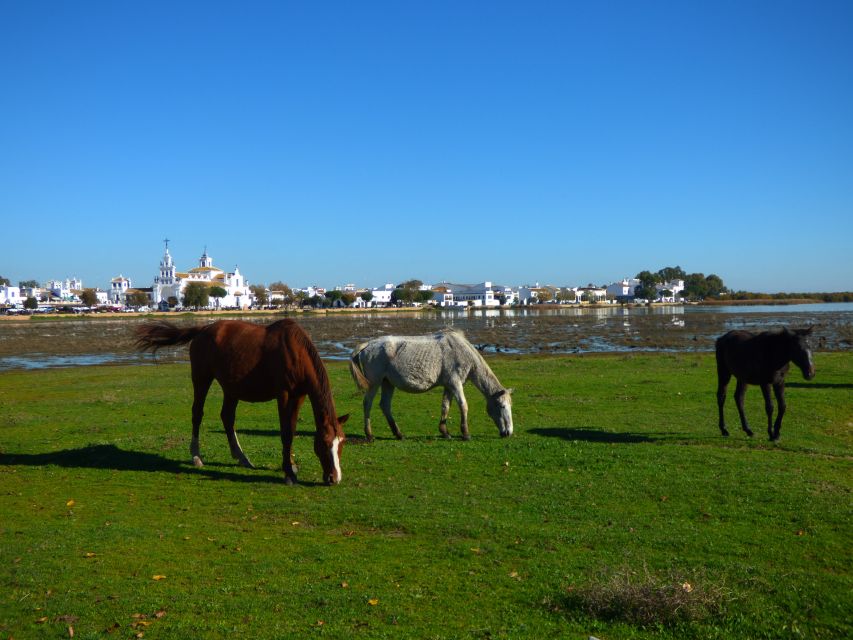 Doñana National Park Off-Road Tour From Seville - Included Experiences and Services