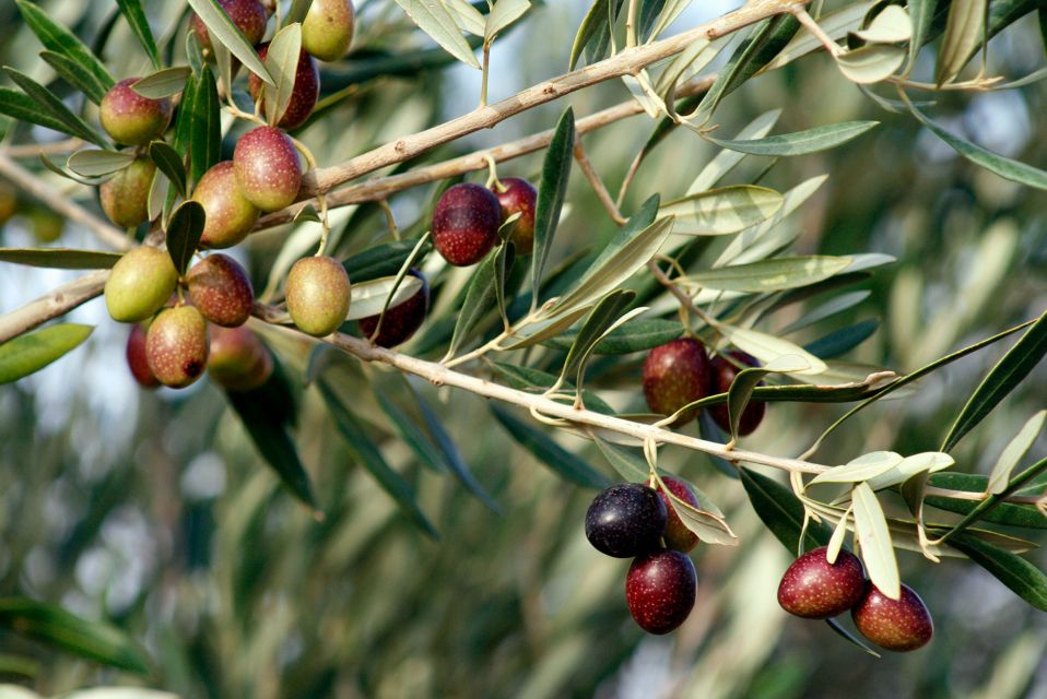 Dripping Springs: Olive Oil and Balsamic Vinegar Tasting - Booking Information