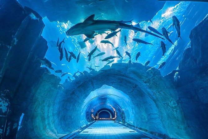 Dubai Aquarium and Underwater Zoo Combo With Sharing Transfer - Key Additional Information