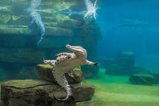 Dubai Crocodile Park Ticket With Transfers - Review Ratings and Feedback
