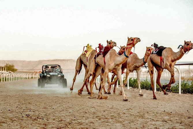 Dubai Royal Camel Race With Prime Seats & Short Camel Ride - Experience Restrictions and Policies