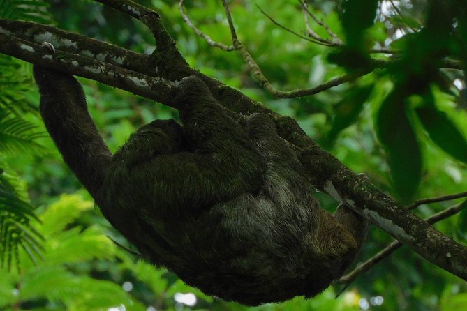 Ecogarden Arenal Sloth Tour - Conservation Impact