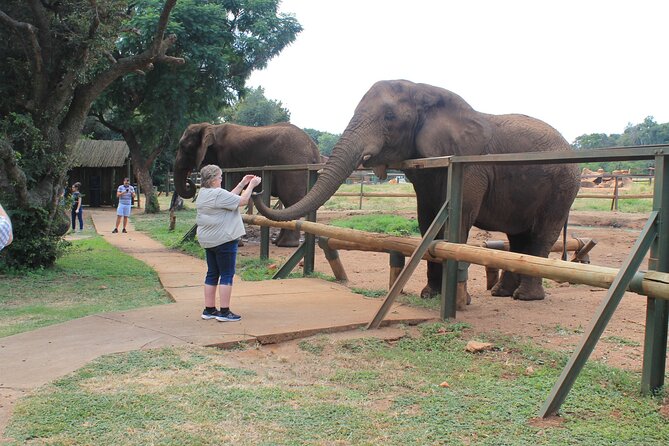 Elephant Sanctuary Tour From Johannesburg - Support and Contact Information