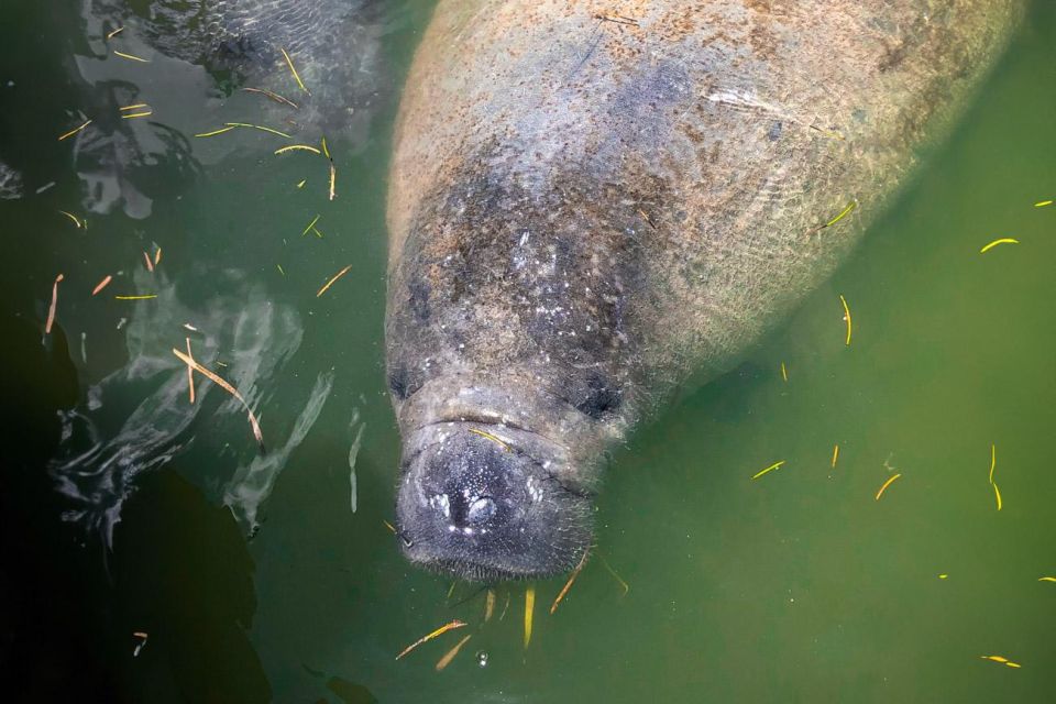 Everglades National Park: Pontoon Boat Tour & Boardwalk - Participant Details & Meeting Point