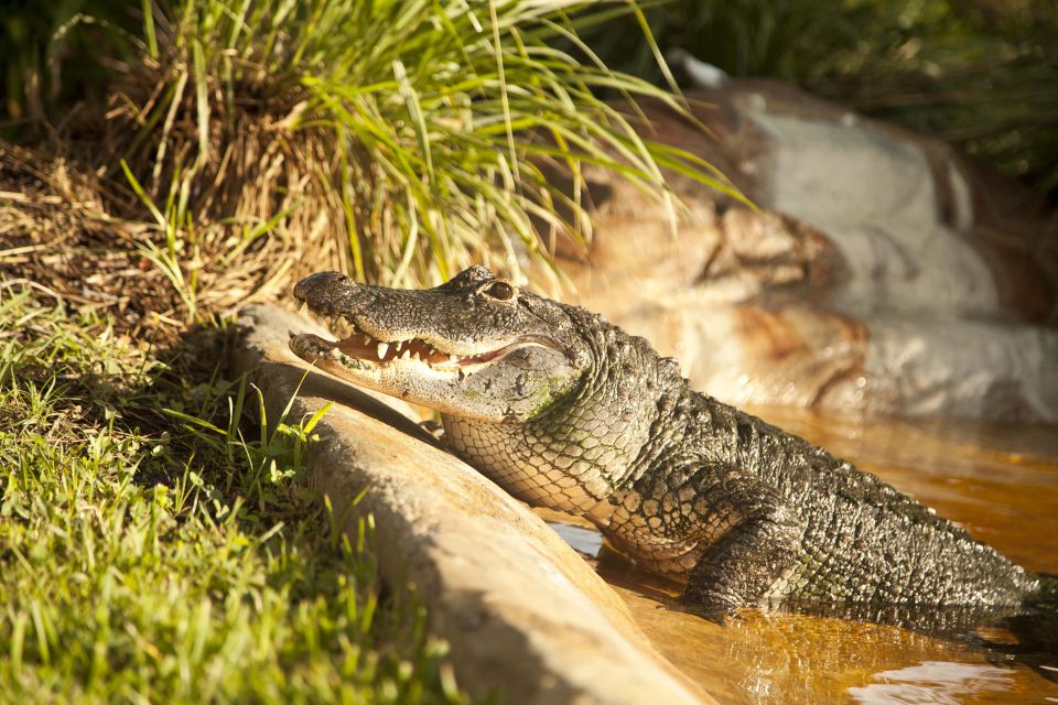 Everglades: Sawgrass Park Day Time Airboat Tour & Exhibits - Directions and Recommendations