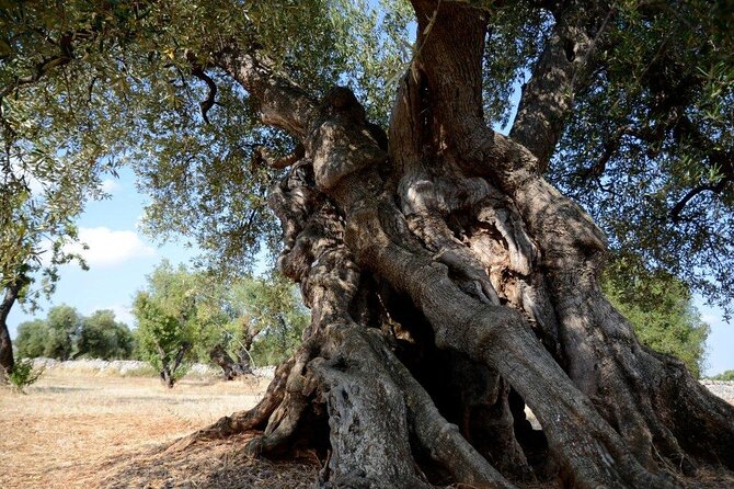 EVO Oil Tasting at a Masseria in Ostuni - Booking Information and Tour Details