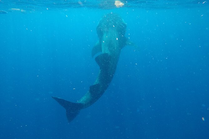 Exciting Swim With Whale Sharks Private VIP Tour - Tour Inclusions