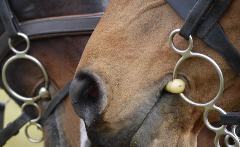 Experience With the Horses: Care, Learning and Dressage - Equestrian Care Learning