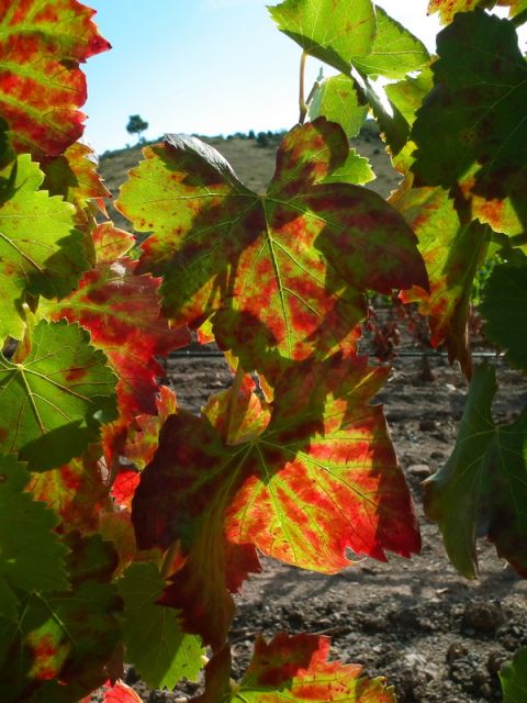 Falset: Guided Wine Tour to the Priorat by a Local - Local Guided Tour Details