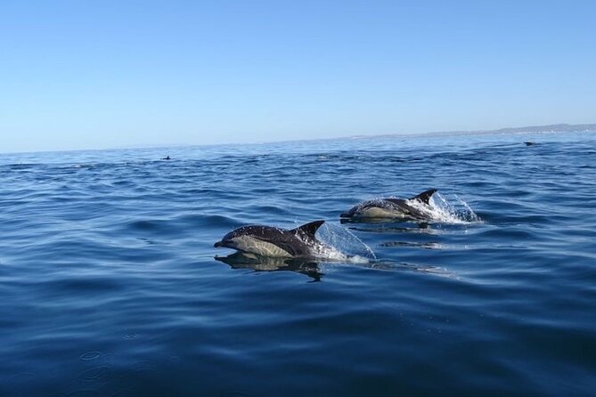 Faro Small-Group Marine Wildlife Cruise - Feedback Evaluation