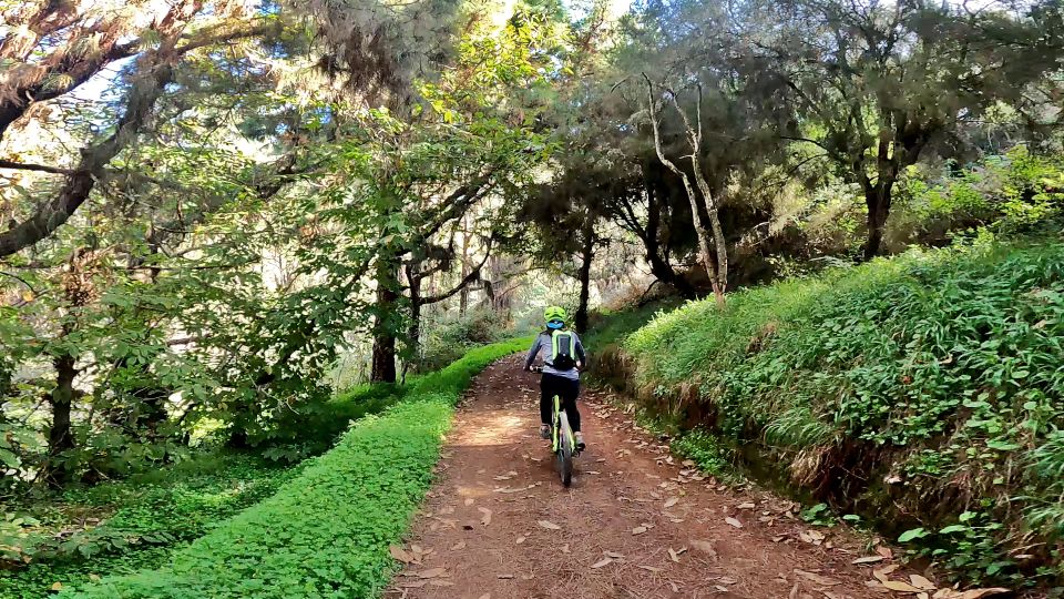 Firgas: Gran Canaria Forest Mountain Bike Tour - Instructor and Review