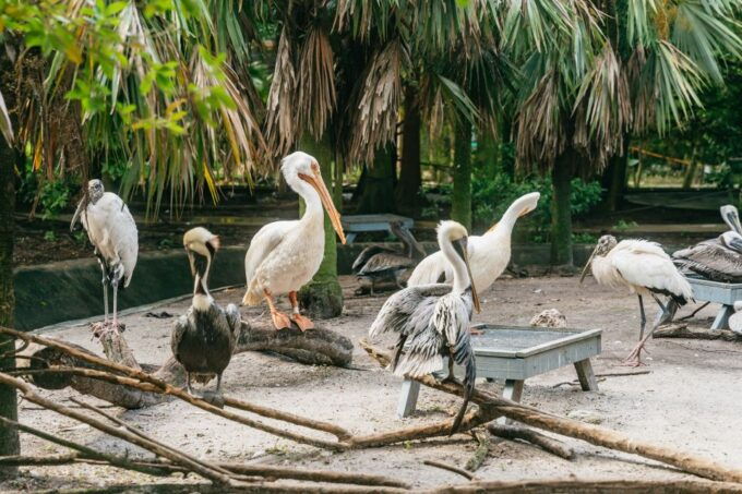 Fort Lauderdale: Flamingo Gardens Entry Ticket - Booking Information