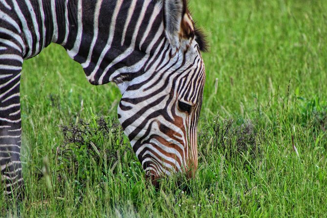 Four-Day South Africa Safari: Addo Park to Karoo  - Port Elizabeth - Transportation Details
