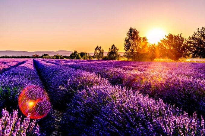 From Avignon: Lavender & Luberon Villages - Secret Lavender Fields Experience