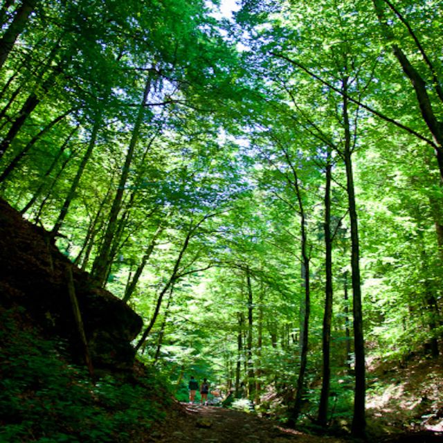 From Bled: Half-Day Pokljuka Gorge Trail Hike - Directions