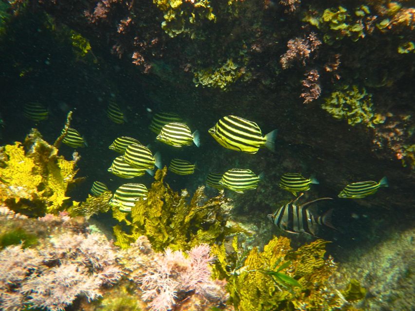 From Busselton: Half-Day Coastal and Wildlife Eco Tour - Customer Reviews