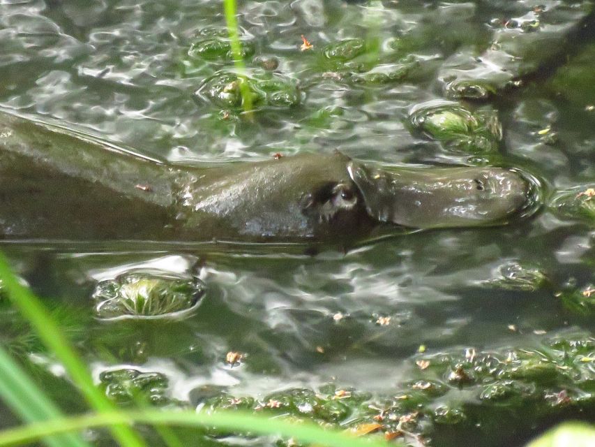 From Byron Bay: Platypus Spotting Walk - Reservations