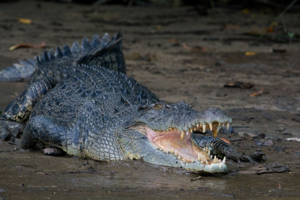 From Cairns: Daintree National Park Private Tour - Customer Reviews